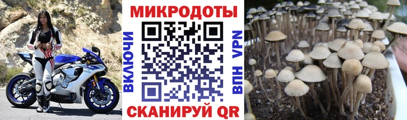 Псилоцибиновые грибы Psilocybe  Купить закладки  Луга 